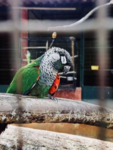 This photo of a sleeping parrot was taken during a visit to Prani, an exotic pet sanctuary in Bangalore.