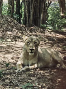 Lion, was snapped during a trip to Bannerghatta national park. Snap taken with s23
