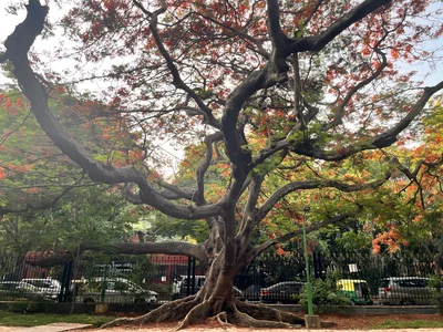 A large Royal Poinciana tree in Bangalore’s Cubbon Park