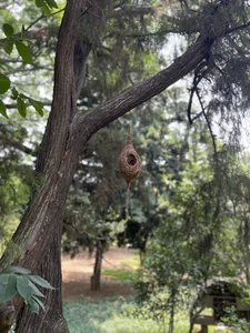 Baya weaver bird nest
