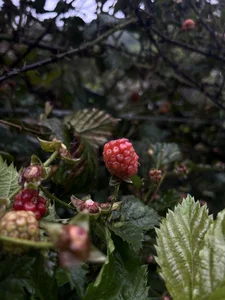 Blackberry, or Rubus , was snapped during a trip to Vattavada, Idukki, Kerala.